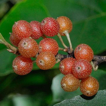 Elaeagnus umbellata