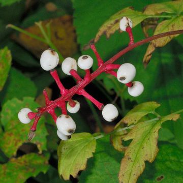 White Baneberry