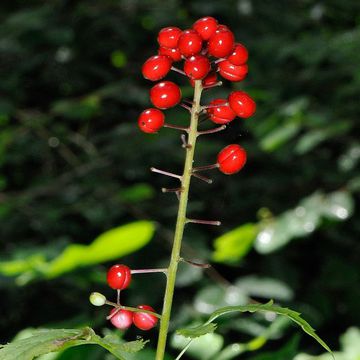 Red Baneberry