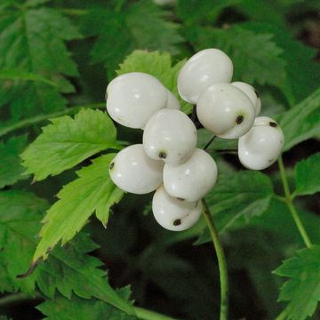 White-fruited Red Baneberry
