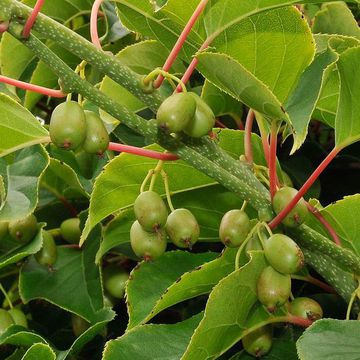 Actinidia arguta