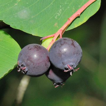 Erlenblättrige Felsenbirne