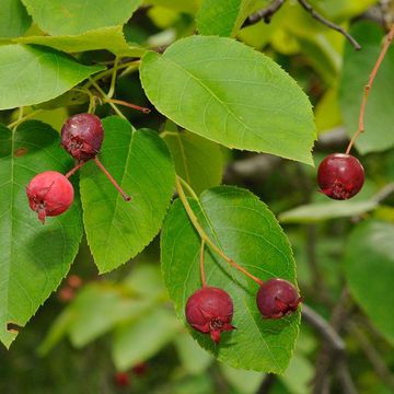 Amelanchier arborea