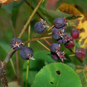 Mountain Serviceberry