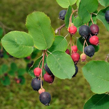 Amelanchier humilis