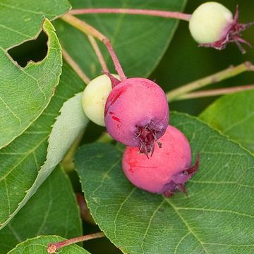 Amelanchier lamarckii