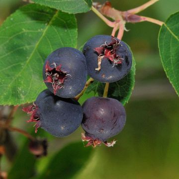 Amelanchier sanguinea