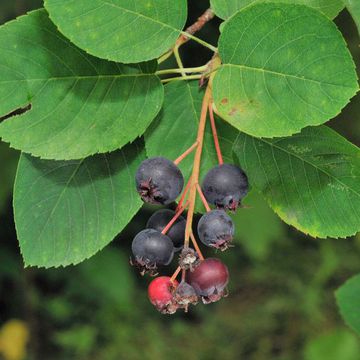 Running Serviceberry