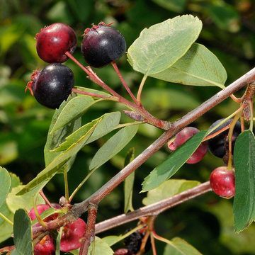 Amelanchier utahensis