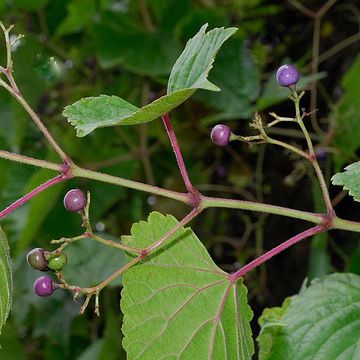 Ampelopsis brevipedunculata