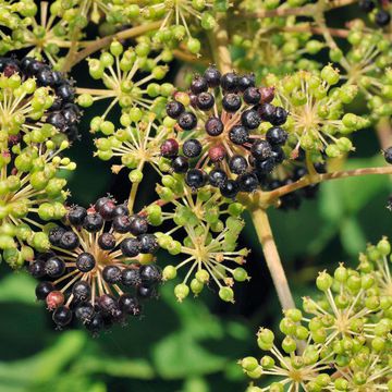 Aralia cachemirica