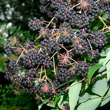 Aralia chinensis