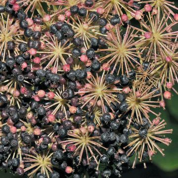 Aralia continentalis