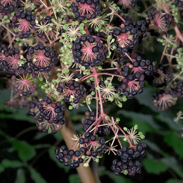 Aralia cordata