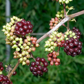 Aralia racemosa