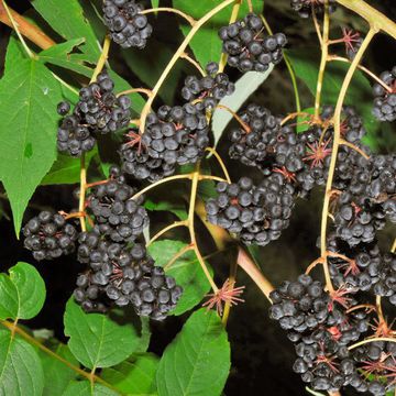 Chinese Angelica Tree