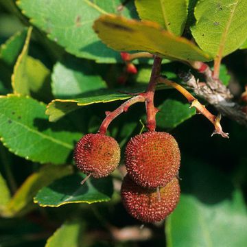 Strawberry Tree