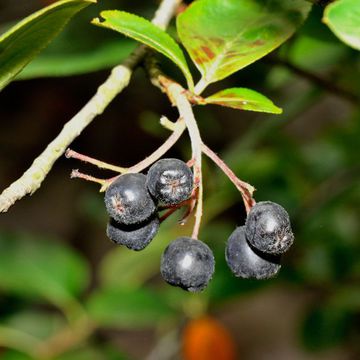 Aronia × prunifolia