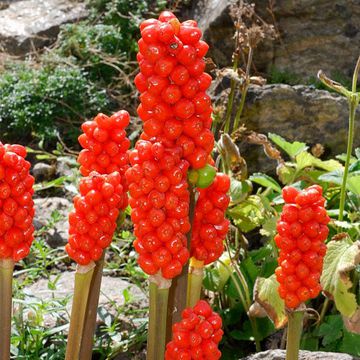 Arum italicum