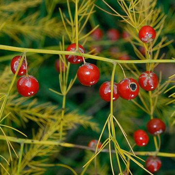 Asparagus officinalis