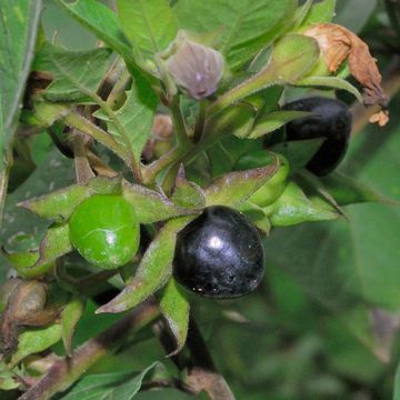 Atropa acuminata