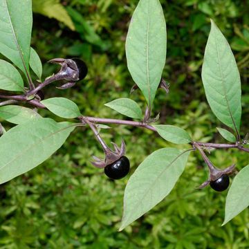 Atropa komarovii