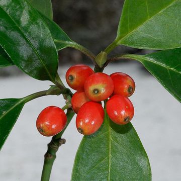 Japanese Laurel