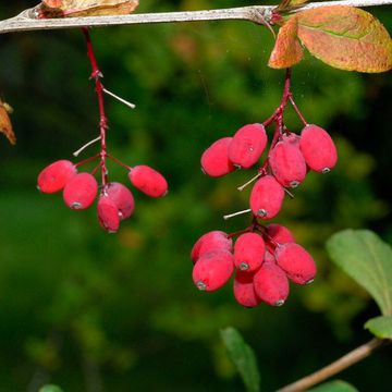 Berberis amurensis