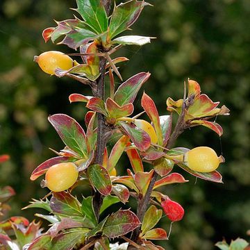 Berberis angulosa