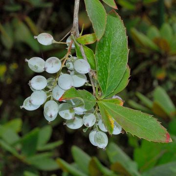 Berberis aristata