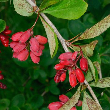 Berberis chinensis