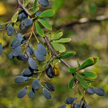 Berberis crataegina