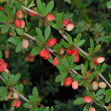 Berberis cretica