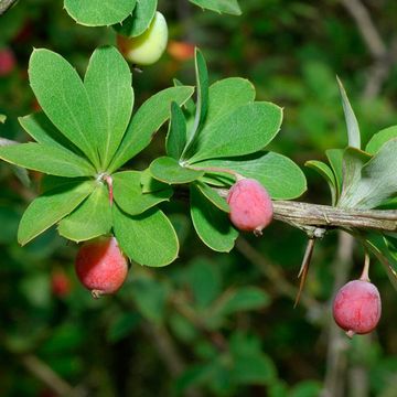 Berberis dictyophylla var. epruinosa