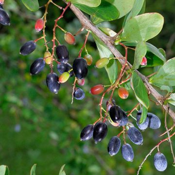 Berberis edgeworthiana