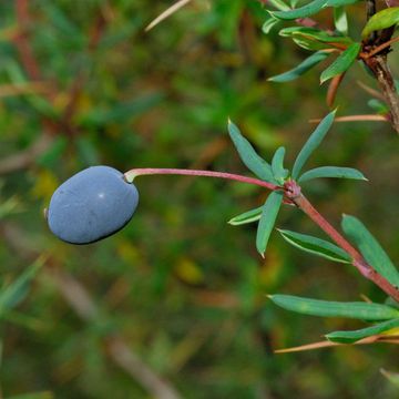 Crown Barberry