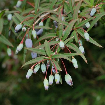 Berberis gagnepainii