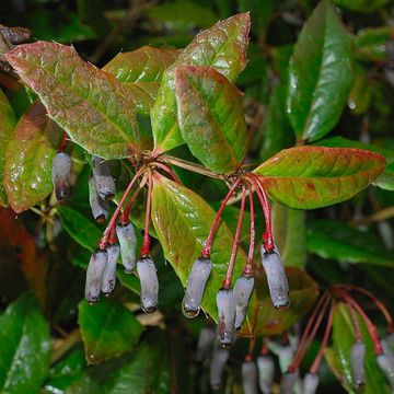 Hooker`s Barberry