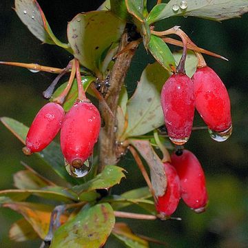 Jaeschke`s Barberry