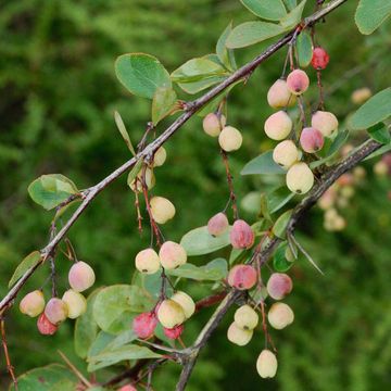 Berberis jamesiana