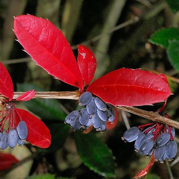 Berberis julianae