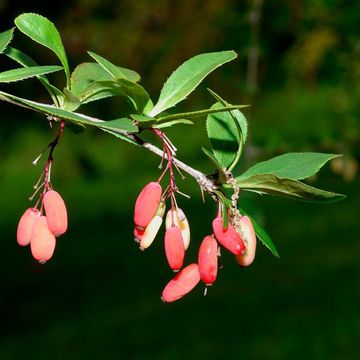 Lecomte`s Barberry