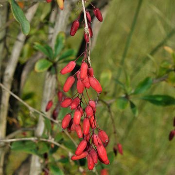 Long-fruited Barberry