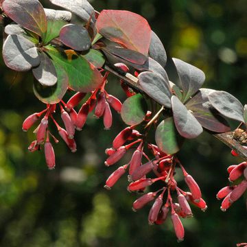 Red-leafed Barberry