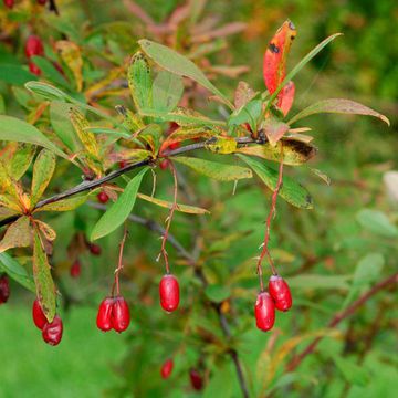 Poiret`s Barberry