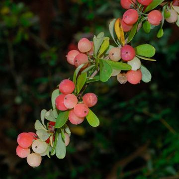 Rich-flowered Barberry