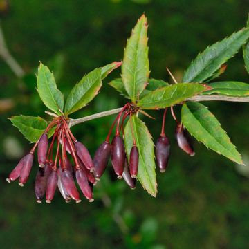 Berberis praecipua