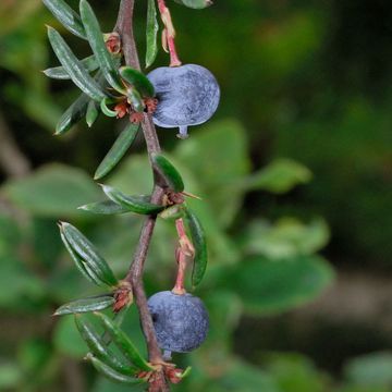 Schmalblättrige Berberitze