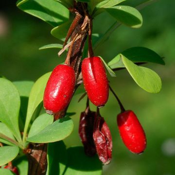Thunberg`s Barberry