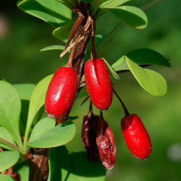 Thunberg`s Barberry